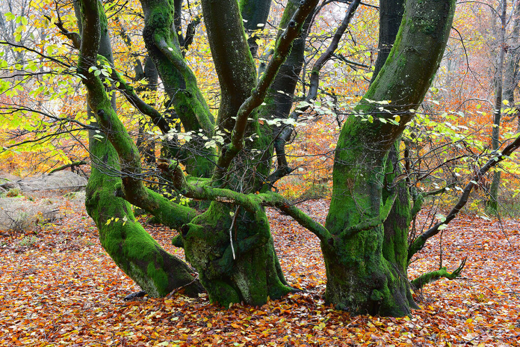 Große, moosbewachsene Baumstämme mit gewundenen Ästen ragen inmitten von herabgefallenem Herbstlaub empor, im Hintergrund ist ein Wald mit buntem Laub zu sehen.