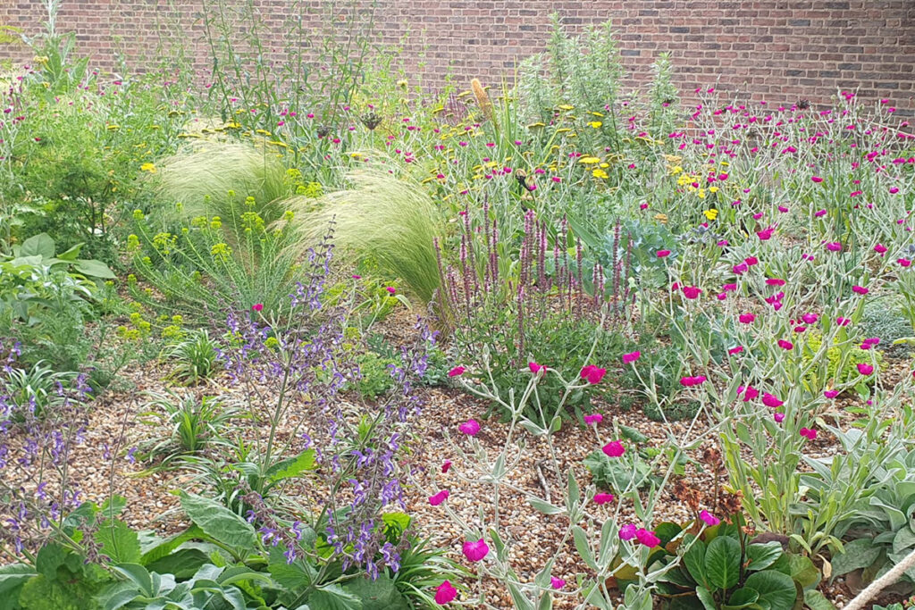 Ein Beet mit einer Mischung aus Gräsern, violetten und rosa Wildblumen sowie grünen Pflanzen vor dem Hintergrund einer Backsteinmauer.