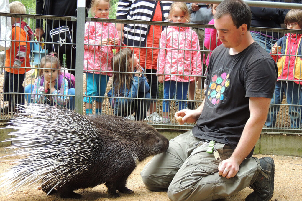 Ein Mann kniet nieder und beschäftigt sich mit einem Stachelschwein in einem Gehege, während Kinder hinter einem Zaun zuschauen.