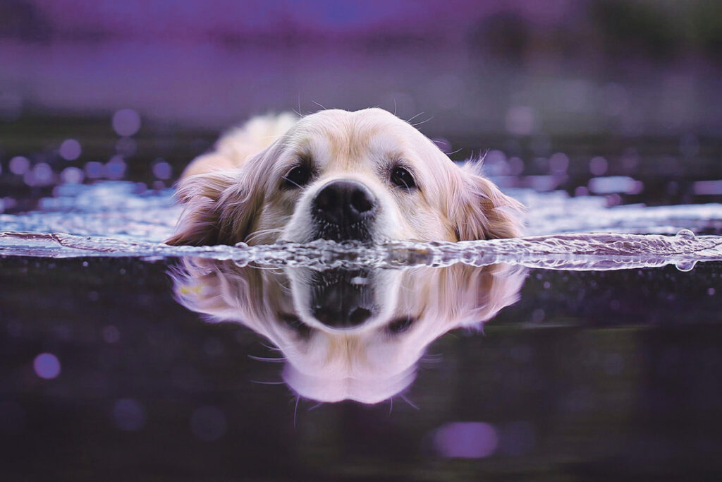 Ein Golden Retriever schwimmt im Wasser, wobei sein Kopf knapp über der Oberfläche liegt und sich darunter ein klares Spiegelbild zeigt.